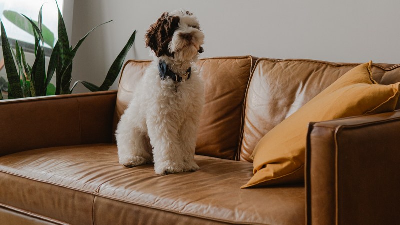 leather coach with dog